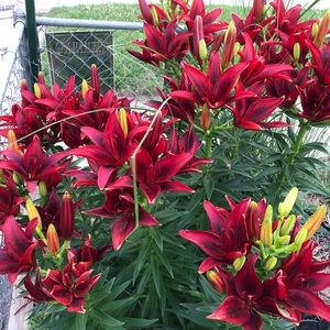 Meet your Posher, Dawn